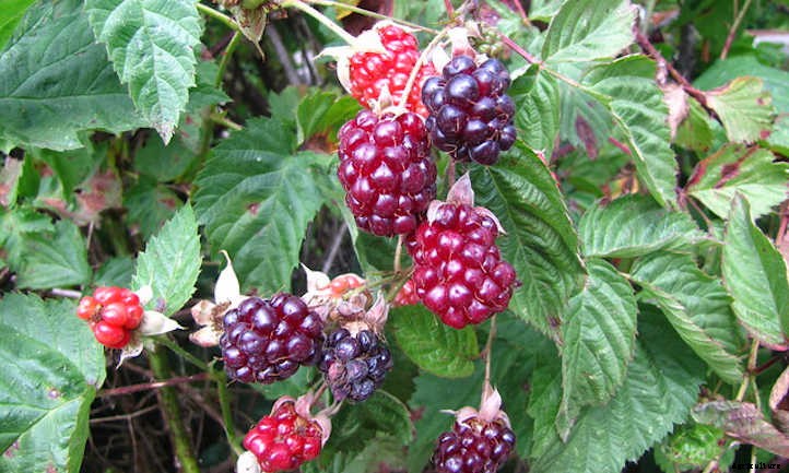 Boysenberry Plants: Bountiful Big Purple Berries