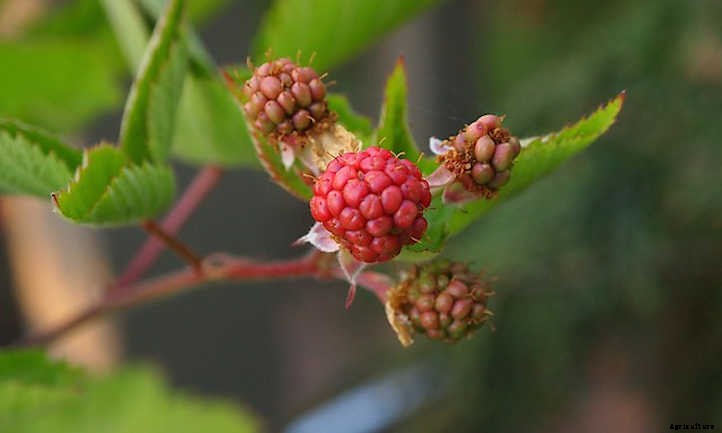 Boysenberry Plants: Bountiful Big Purple Berries