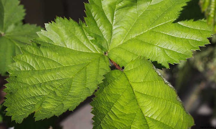Boysenberry Plants: Bountiful Big Purple Berries