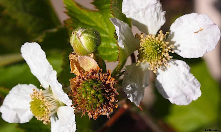 Boysenberry Plants: Bountiful Big Purple Berries