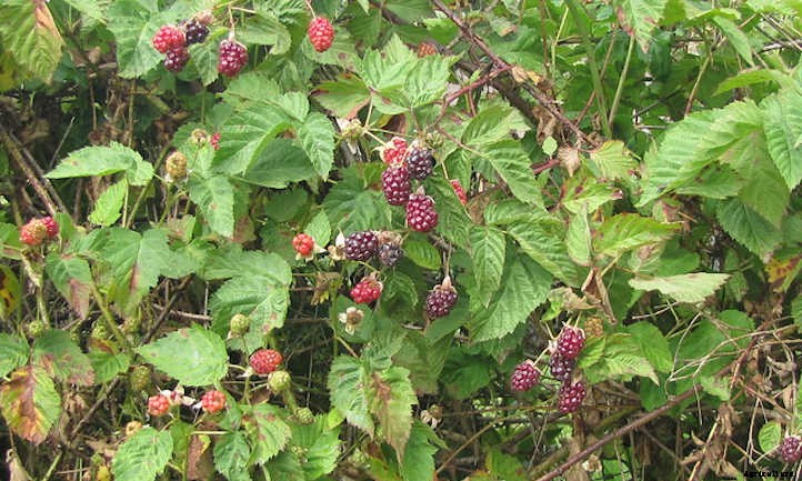 Boysenberry Plants: Bountiful Big Purple Berries
