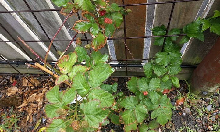 Boysenberry Plants: Bountiful Big Purple Berries