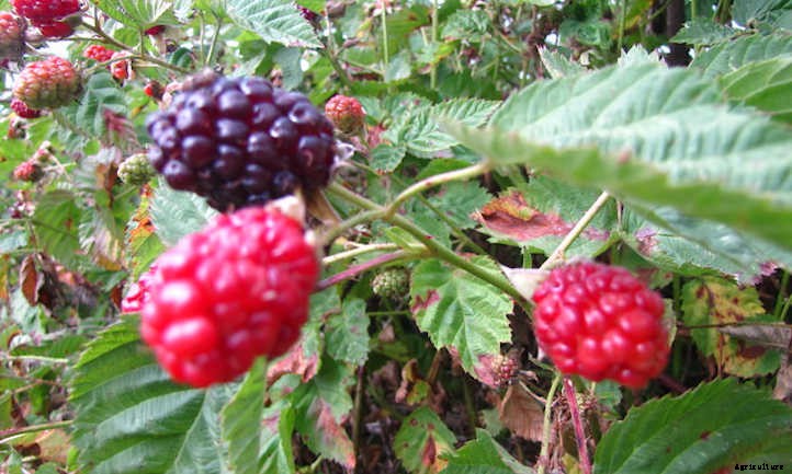 Boysenberry Plants: Bountiful Big Purple Berries