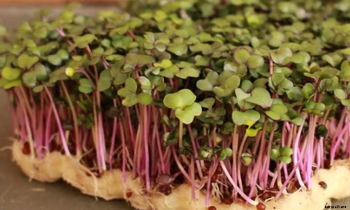 How To Grow Kohlrabi Microgreens Fast And Easy