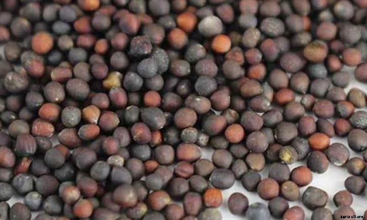 How To Grow Kohlrabi Microgreens Fast And Easy