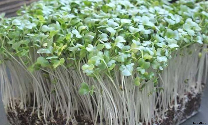 How To Grow Kohlrabi Microgreens Fast And Easy
