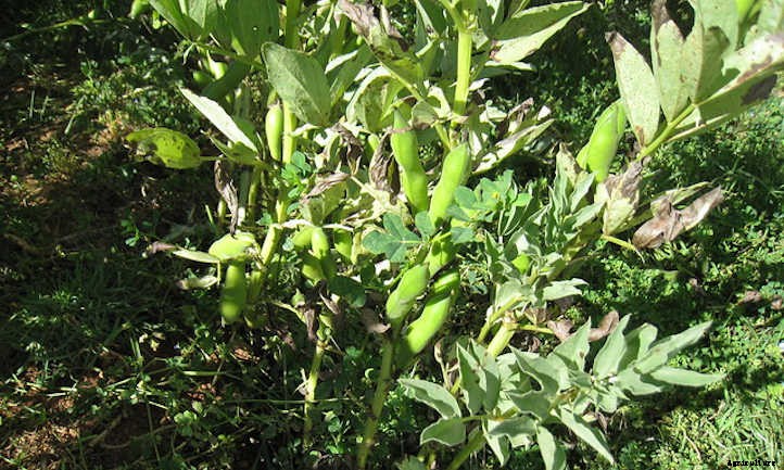 Growing Fava Beans: Big Broad Beans