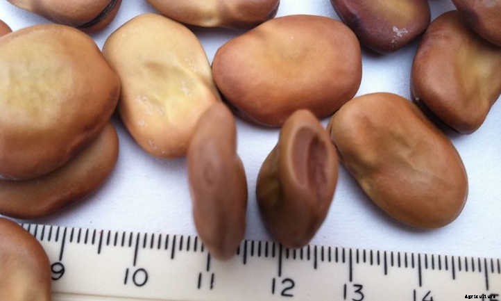 Growing Fava Beans: Big Broad Beans