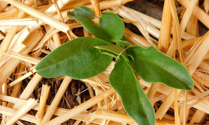 Growing Fava Beans: Big Broad Beans