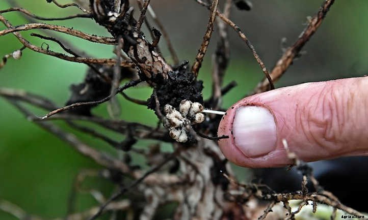 Growing Fava Beans: Big Broad Beans