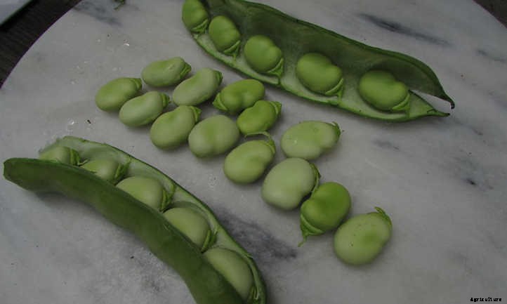 Growing Fava Beans: Big Broad Beans