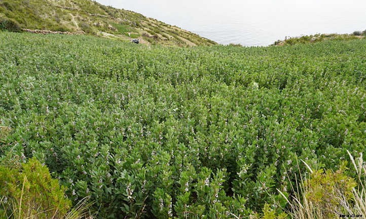 Growing Fava Beans: Big Broad Beans