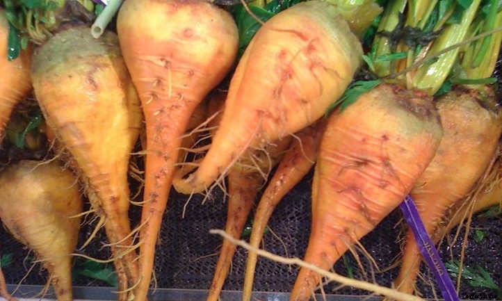 How To Grow Turnips In Your Garden