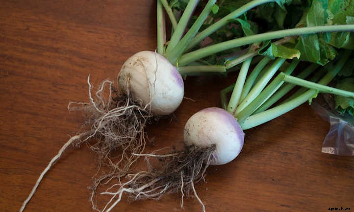 How To Grow Turnips In Your Garden