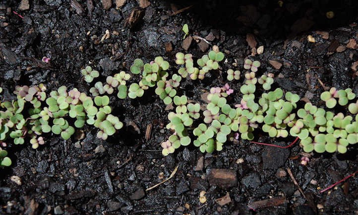 How To Grow Turnips In Your Garden