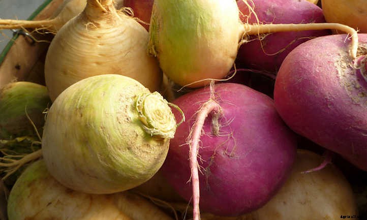 How To Grow Turnips In Your Garden