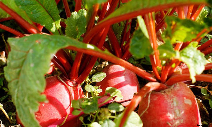 How To Grow Turnips In Your Garden