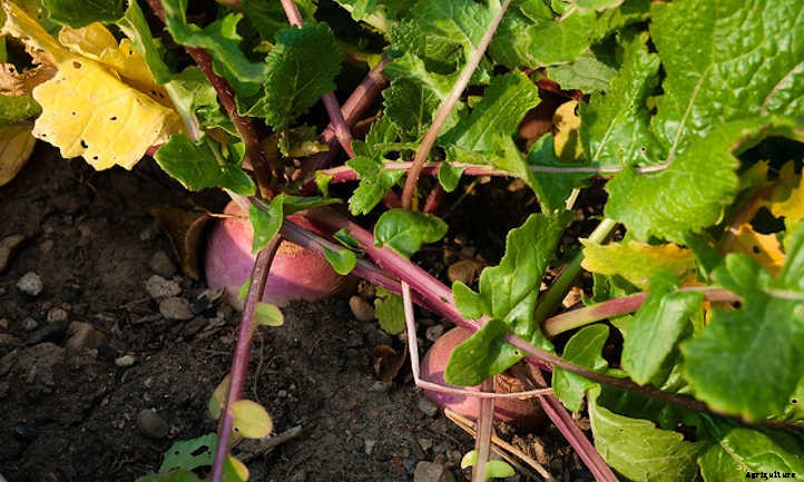 How To Grow Turnips In Your Garden