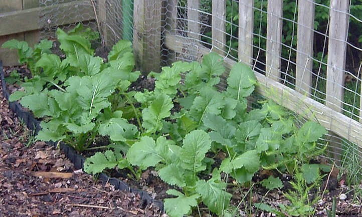 How To Grow Turnips In Your Garden