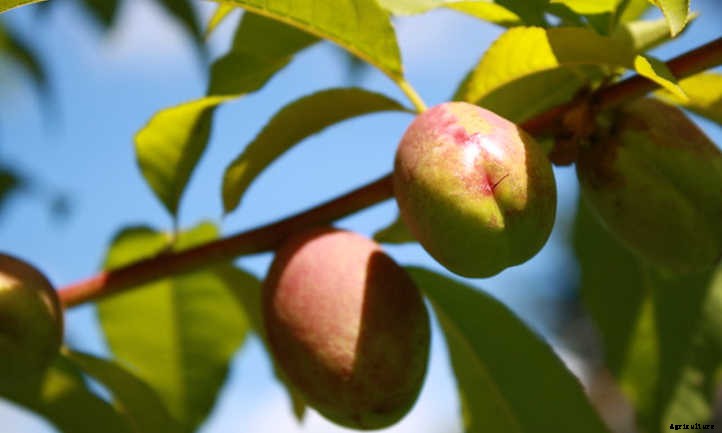 Nectarine Tree: Sweet, Smooth Summer Fruit