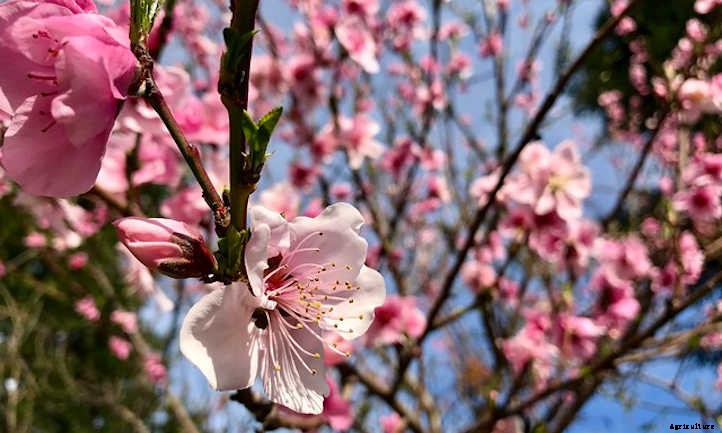 Nectarine Tree: Sweet, Smooth Summer Fruit