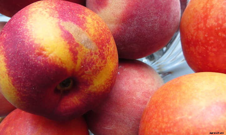 Nectarine Tree: Sweet, Smooth Summer Fruit