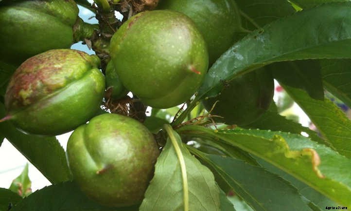 Nectarine Tree: Sweet, Smooth Summer Fruit