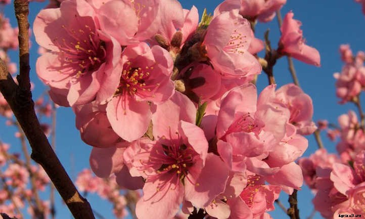 Nectarine Tree: Sweet, Smooth Summer Fruit