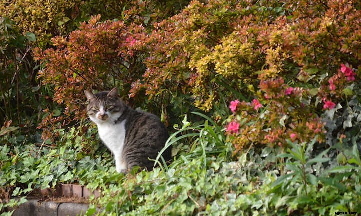 Keep Cats Out Of Garden Spaces With These Tips