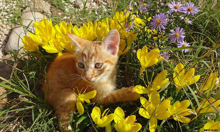 Keep Cats Out Of Garden Spaces With These Tips