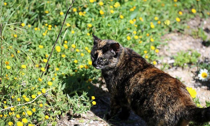Keep Cats Out Of Garden Spaces With These Tips