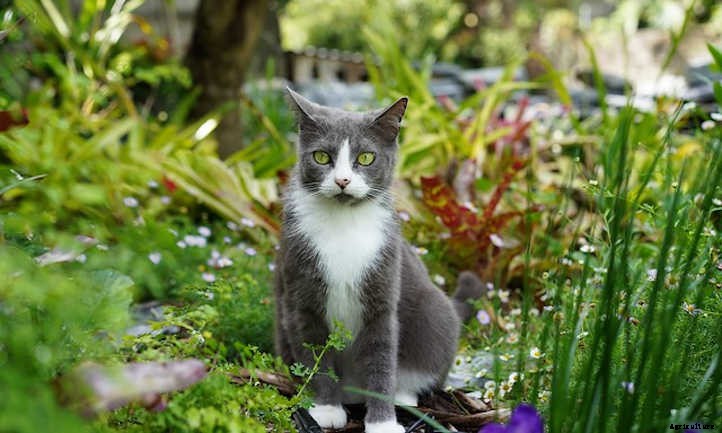Keep Cats Out Of Garden Spaces With These Tips