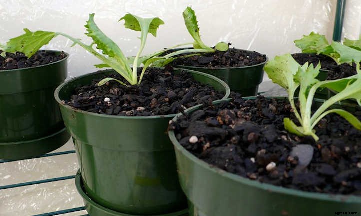 Growing Lettuce Indoors For Salad Success