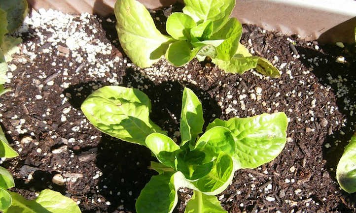 Growing Lettuce Indoors For Salad Success