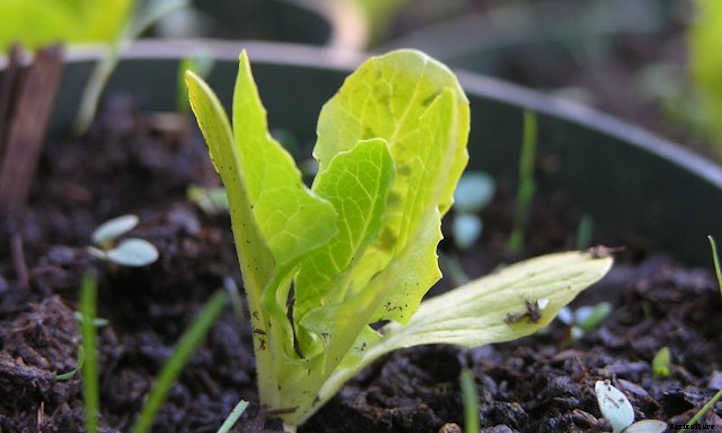 Growing Lettuce Indoors For Salad Success