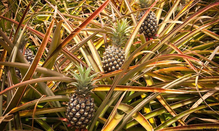 How To Grow A Pineapple: Three Methods To Use
