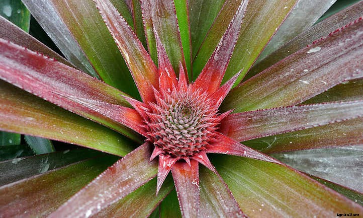 How To Grow A Pineapple: Three Methods To Use