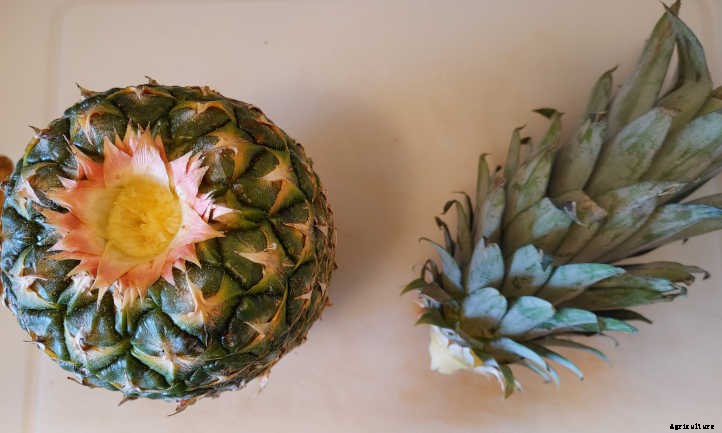 How To Grow A Pineapple: Three Methods To Use