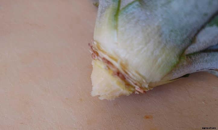 How To Grow A Pineapple: Three Methods To Use