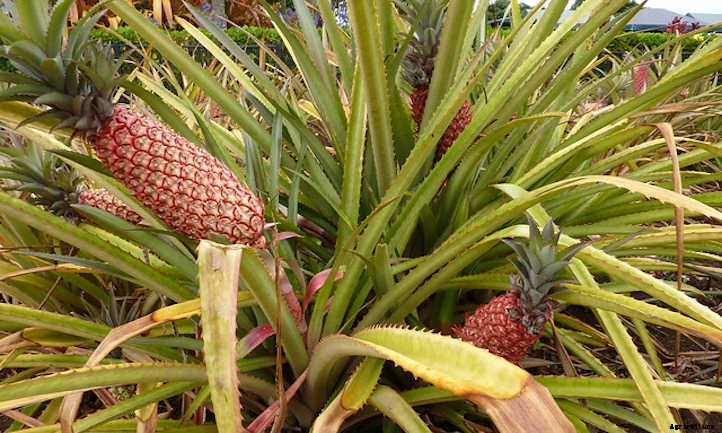 How To Grow A Pineapple: Three Methods To Use