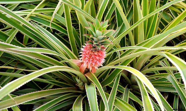 How To Grow A Pineapple: Three Methods To Use