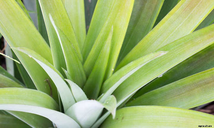 How To Grow A Pineapple: Three Methods To Use