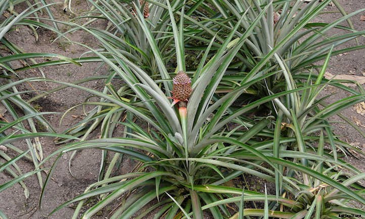 How To Grow A Pineapple: Three Methods To Use