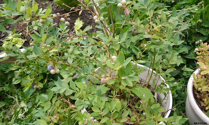 How To Grow Blueberries By The Bushel