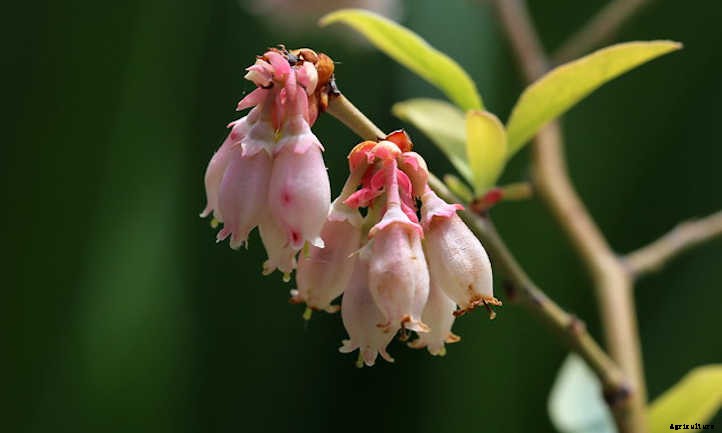 How To Grow Blueberries By The Bushel