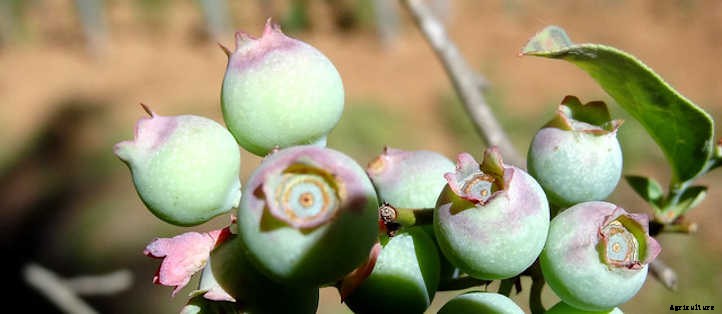 How To Grow Blueberries By The Bushel