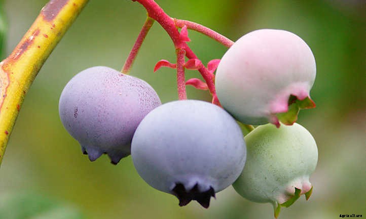 How To Grow Blueberries By The Bushel