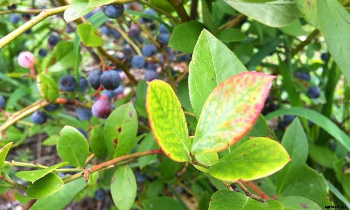 How To Grow Blueberries By The Bushel
