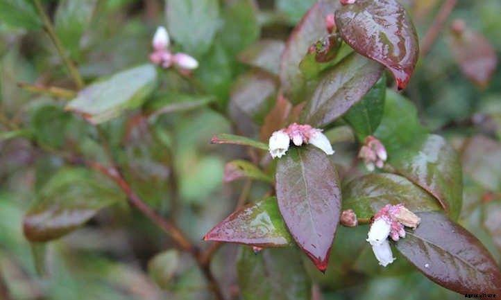 How To Grow Blueberries By The Bushel