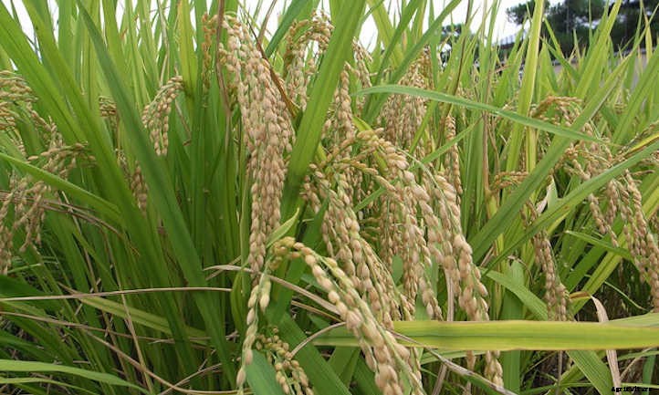 How To Grow Rice For A Sustainable Supply